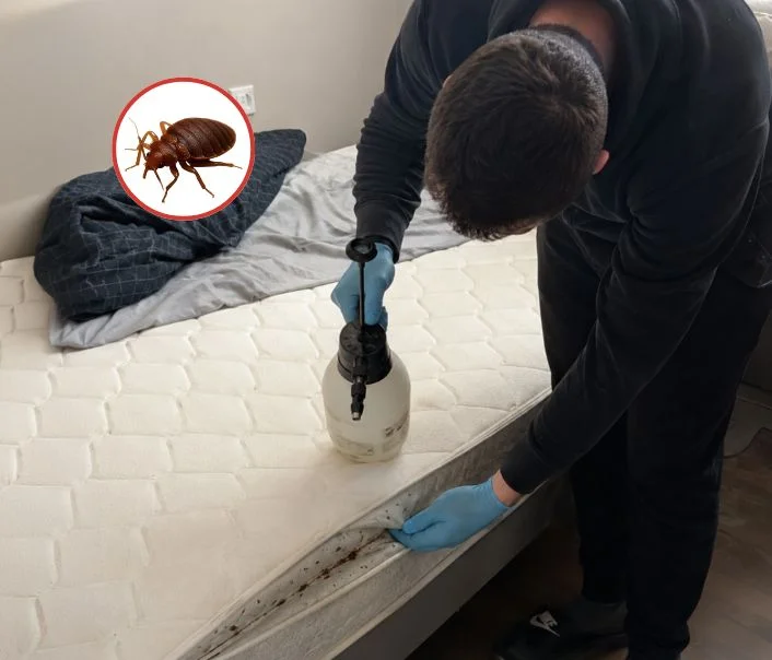Technicien traitant un matelas contre les punaises de lit à D'Huison-Longueville
